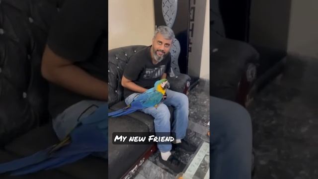 My new #friend . #Macaws are a group of New World parrots that are long-tailed. #parrots #friendshi смотреть онлайн