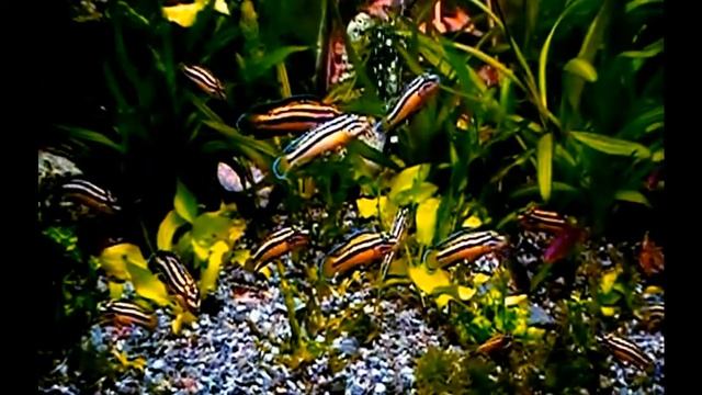 #Aquarium. Африканский конго и другие обитатели. Video from archive. смотреть онлайн
