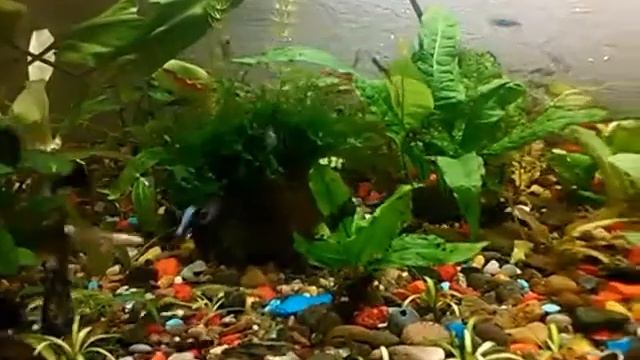 Разные гуппи смотреть онлайн