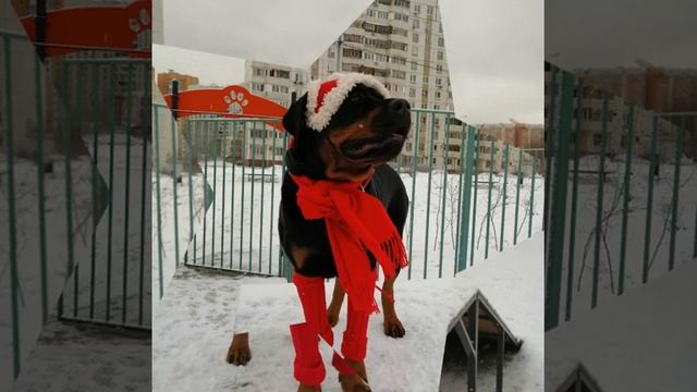 МОДНИЦА Сарбона ротвейлер 🤩🤩🤩 смотреть онлайн