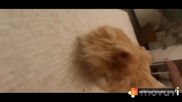 вот он, настоящий пельмень смотреть онлайн