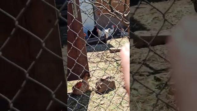 моё утро на Мизе или в селе смотреть онлайн