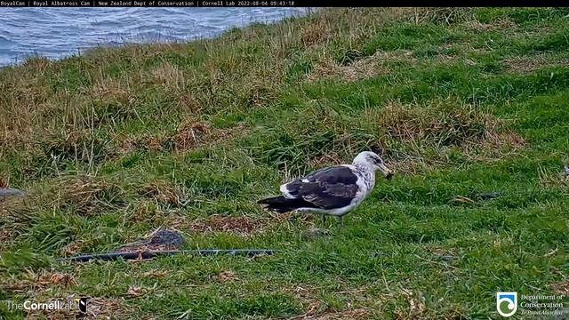 (04.08.2022) Альбатрос и чайка - Albatross and the seagull (#RoyalCam) смотреть онлайн