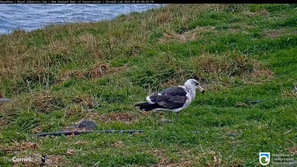 (04.08.2022) Альбатрос и чайка - Albatross and the seagull  (#RoyalCam)