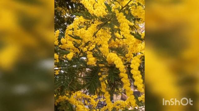 Прекрасная мимоза смотреть онлайн