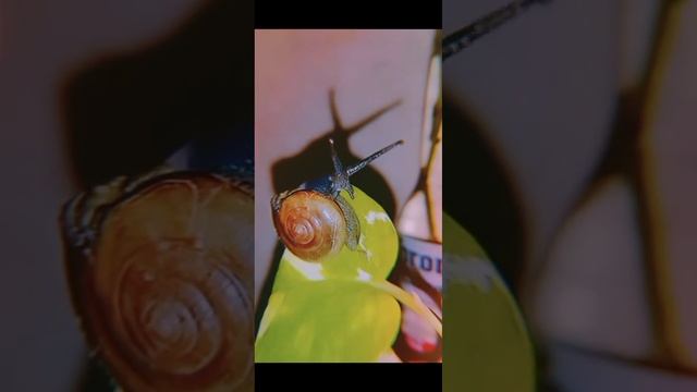 This lil fella this morning pretty much summed up today's mode. (#snail #animal #garden #zoology ) смотреть онлайн