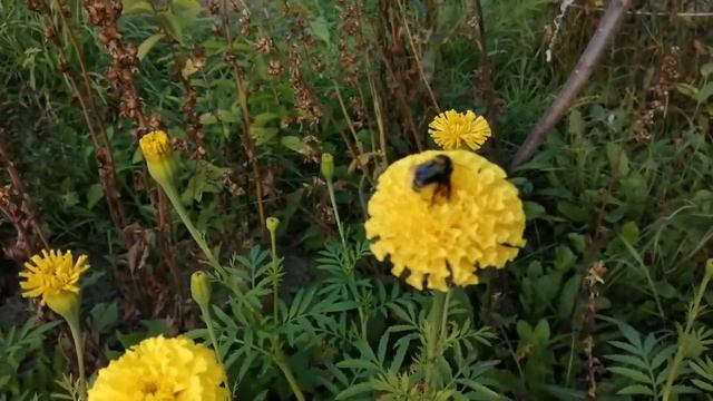 Шмель осенью на цветах. смотреть онлайн