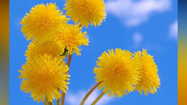 Yoshligimizdagi Momaqaymoq (qoqigul)ning Foydalari Shuncha Ko'pligini Endi Bilibman 😊😊😊