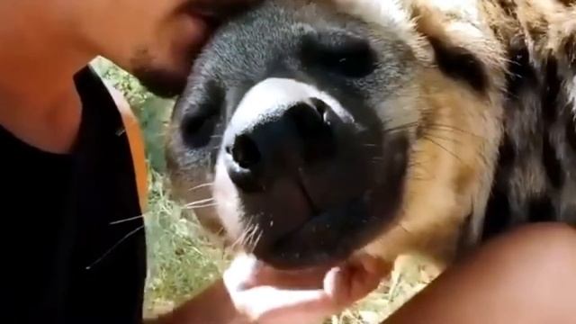 В мире Животных, забавные видео, Арчи и Фреди.Все о наших малых братьях. смотреть онлайн