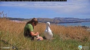 Королевский Альбатрос  🐥🌾/ Гнездо в Новой Зеландии/ Royal Albatross in New Zealand