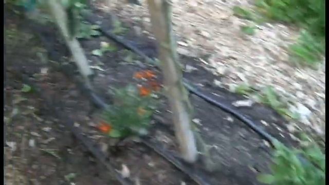 10ft Tall Mountain Magic Tomato Plants смотреть онлайн