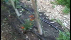 10ft Tall Mountain Magic Tomato Plants