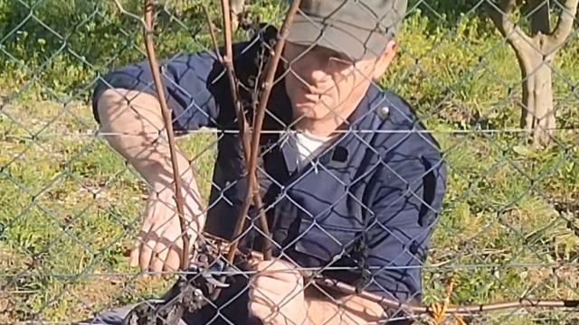 Como podar videira a cotos, talão, royat @OlivalGrande смотреть онлайн