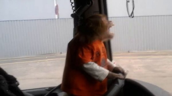 Обезьянка чита