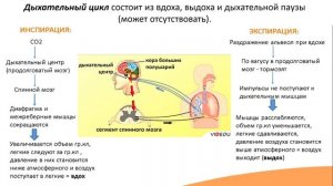 8.4. Механизм вдоха и выдоха