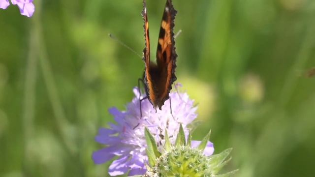 Some beautiful butterfly смотреть онлайн