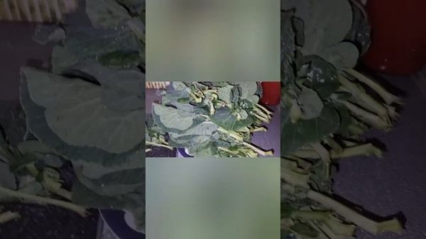 Суп из Черной капусты#хочуврекомендации