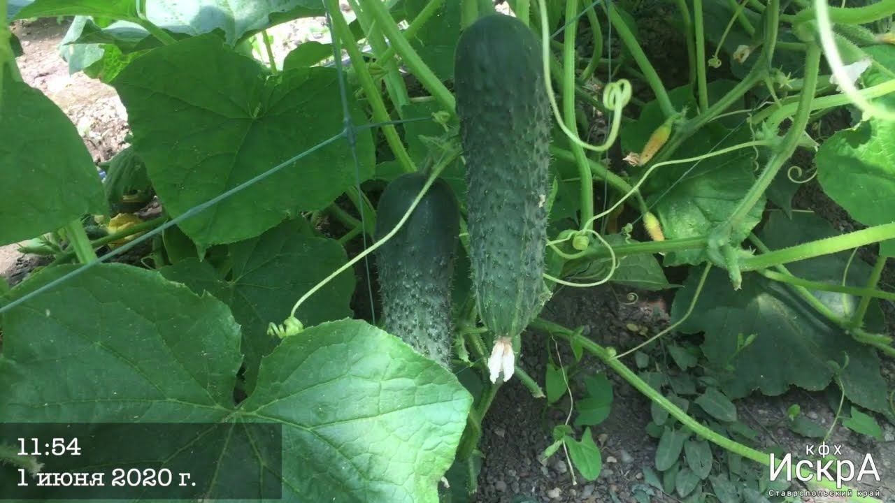 Огурец АРАГОРН F1 / ARAGRON