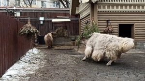 Домашний Як играется с еловой ветвью.