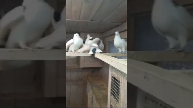 голуби#киров#пленкин