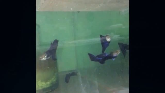 KAMU MEMBAYANGKAN ADA IKAN KECIL NAMUN HARGANYA MENCAPAI JUTAAN RUPIAH? YA YANG DI MAKSUD IKAN GUPP смотреть онлайн