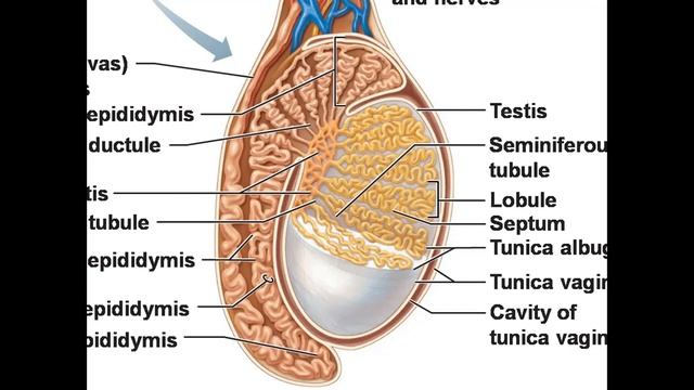 Moyak Ortiģi_Мояк ортиги_Epididymis Иброхимова Л.И
