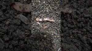 Червь дендробена сбрасывает кокан