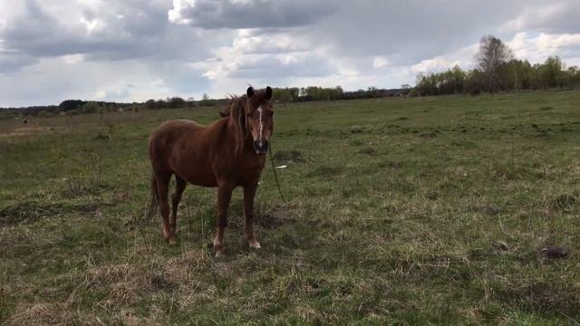 Horse facts for kids смотреть онлайн