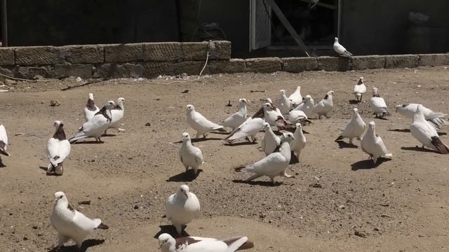 Бакинские шейки Аливердиева Фаттаха в Баку! смотреть онлайн