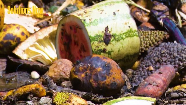 Using Black Soldier Fly to Solve Kampala's Waste Challenge смотреть онлайн