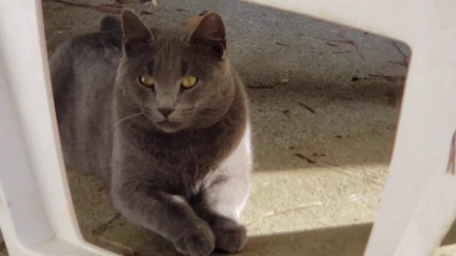 Наш серый поймал кого-то // Что же там под машиной?? // США.