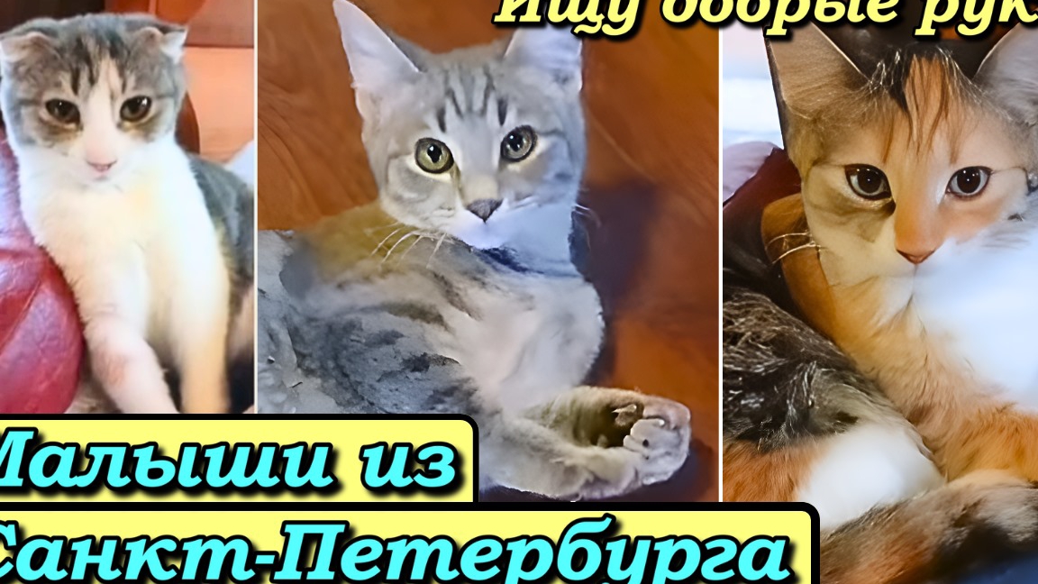 Ищу Добрые руки. Малыши из Санкт-Петербурга. смотреть онлайн