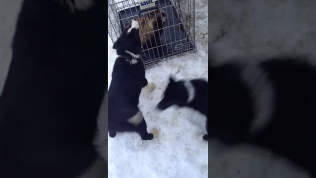 притравка щенков РЕЛ по еноту смотреть онлайн