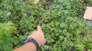 Черная малина Блек Джевел. Плодоношение и описание сорта.