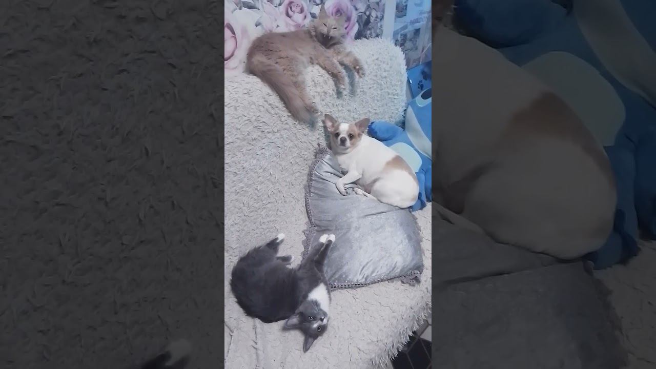 Трио любимчиков) #чихуахуа #котята #dog смотреть онлайн