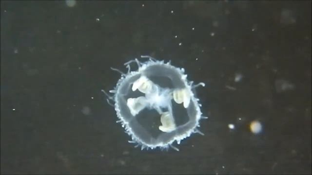 Craspedacusta Sowerbyi Found In Lough Derg, Ireland
