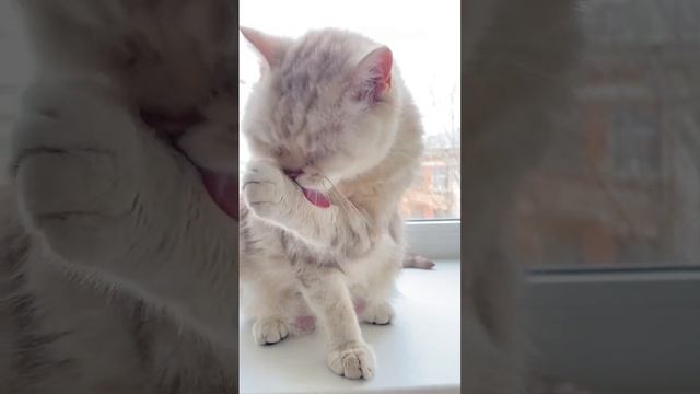 Ванесса умывается и показывает свой маникюр @Zhireek #жирик #ванесса #cat смотреть онлайн
