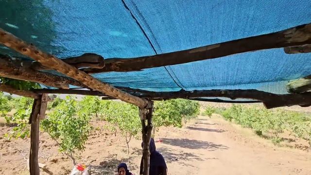 Not Accepting Remarriage:not Accepting RemarriagebyMaleeha Due To The Ancient Traditionsof Thenomad