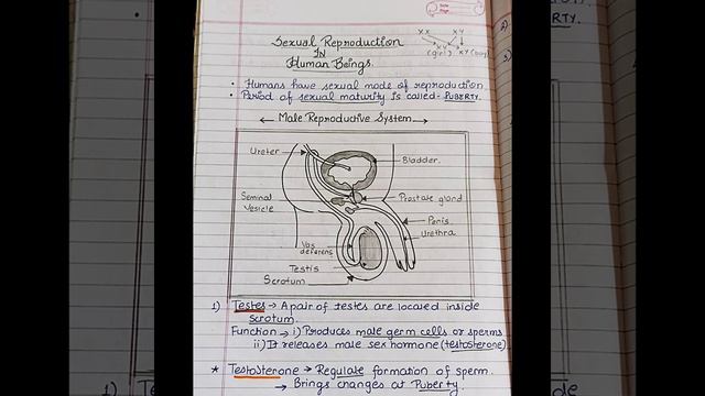 Male reproductive system # anatomy and physiology смотреть онлайн