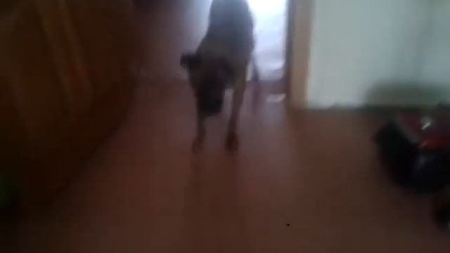 Собака Боится масажора для головы!!!!!! смотреть онлайн