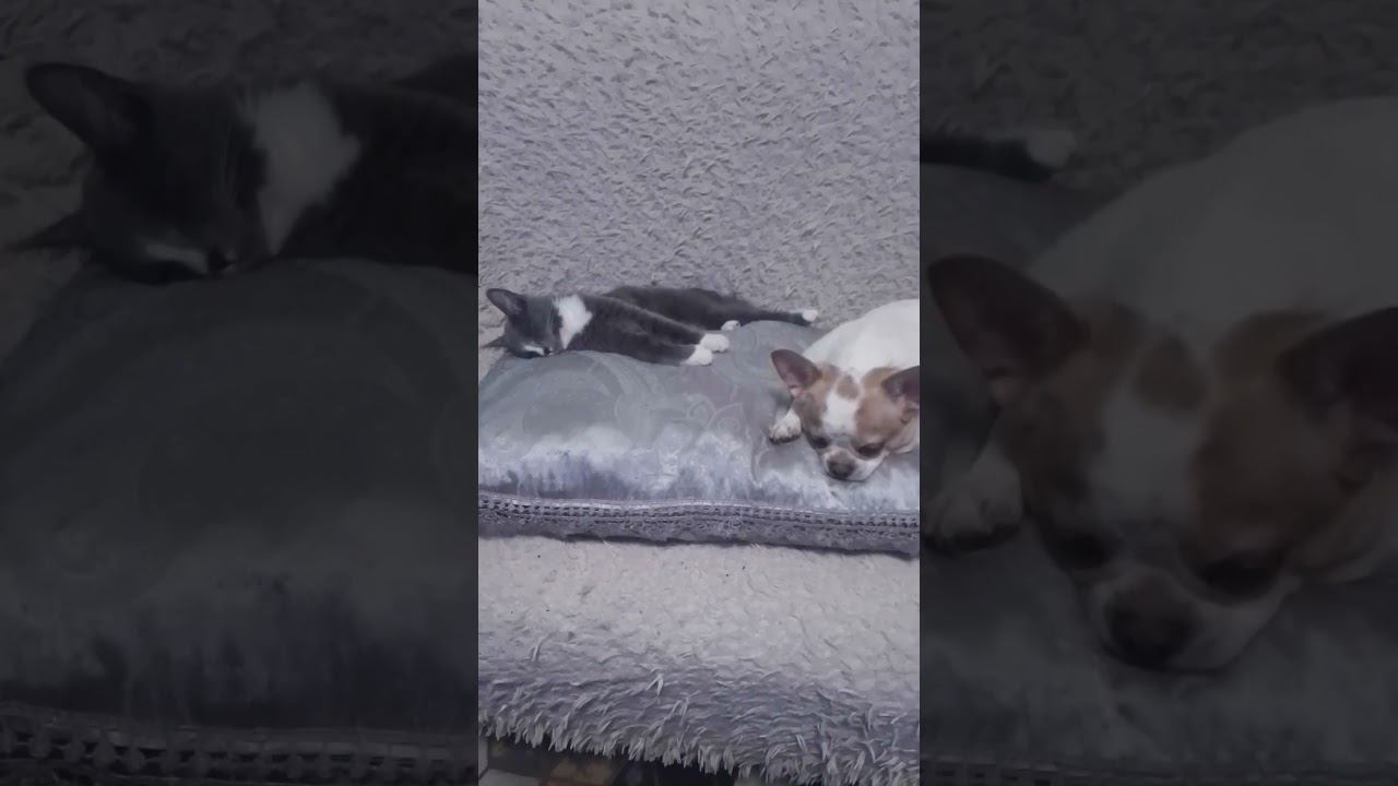 Гучи и Марта)#котята #dog #чихуахуа смотреть онлайн