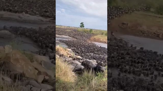 Unbelievable Wildebeest Crossing in Serengeti Tanzania смотреть онлайн