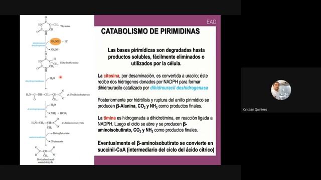 Teoría Química Biológica 2 Metabolismo de Pirimidinas смотреть онлайн