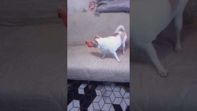 Гучи прогнал Марту с дивана #чихуахуа #dog #cat смотреть онлайн