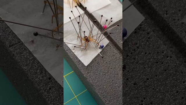 Preserving a dead spider #entomology #taxidermist #spider #art #insectcollection смотреть онлайн