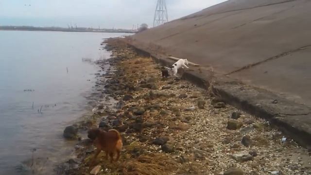 пета 2,5 месяца первый раз у большой воды смотреть онлайн