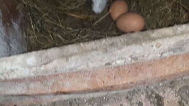 Сбор яиц! #сборяиц #курятник #курынесушки #chick смотреть онлайн