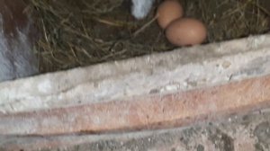 Сбор яиц! #сборяиц #курятник #курынесушки #chick