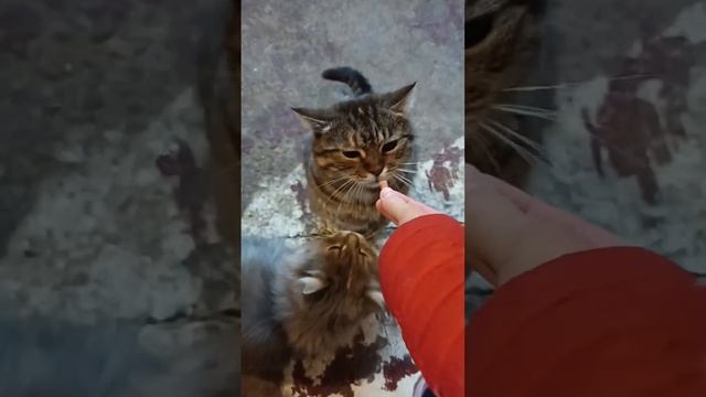 Вкусняшки/паштет/паста/рыба/палочки#игры смотреть онлайн