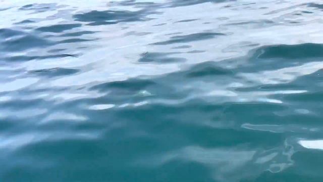 Сан-Диего поиск дельфинов 4 смотреть онлайн